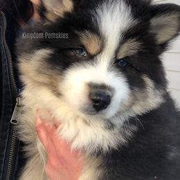 Pomsky Puppies from Kingdom Pomskies