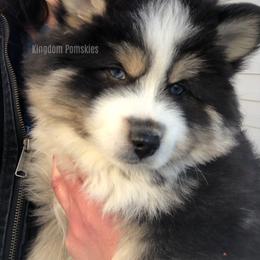 Pomsky Puppies from Kingdom Pomskies