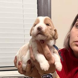 Jolly (Blue band) - Parti male Labradoodle puppy in Plainfield, New Jersey from Caris Paws Poodles and Labradoodles