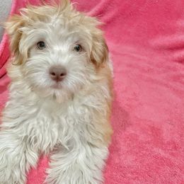 Havanese Puppies from Happy Havanese NJ
