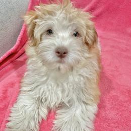 Havanese Puppies from Happy Havanese NJ