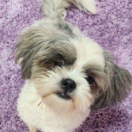 Skye - Shih Tzu
