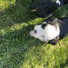 Aussiedoodle and Australian Shepherd Puppies from Sunrise Mountain Aussies