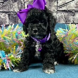 Phoebe - Black and white female Cockapoo puppy in Lancaster, Missouri from Cavapoo Acres