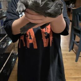 Boy 1 - Gray male Cane Corso puppy in Olympia, Washington from Grayling Dawn Cane Corso