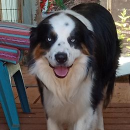 Hudson - Australian Shepherd