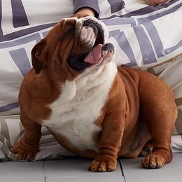 Matchs - English Bulldog