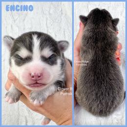 Encino - Blue male Pomsky puppy in Sheffield, Iowa from Clover Ridge Pomskies