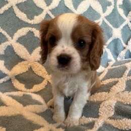 Cavalier King Charles Spaniel Puppies from Dawson’s Creek Breeding