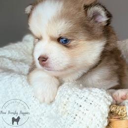 Benny - Lavender male Pomsky puppy in Menahga, Minnesota from Mini Pomsky Puppies