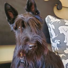 Laire - Scottish Terrier