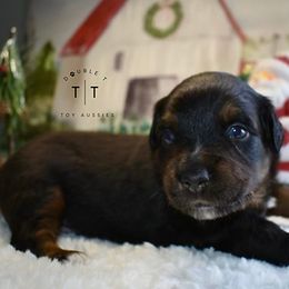 Toy Australian Shepherd Puppies from Double T Aussies