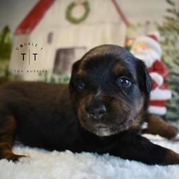 Toy Australian Shepherd Puppies from Double T Aussies