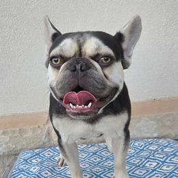 Dachshunds and French Bulldogs from West Texas Dachshunds LLC
