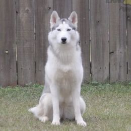 Siberian Huskies from Simple Moments Huskies