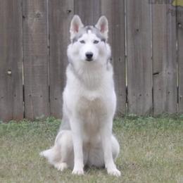 Siberian Huskies from Simple Moments Huskies