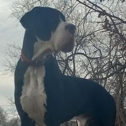 Othello - Great Dane
