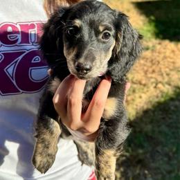Rose AKC HEALTH GUARANTEE - Black and cream female Dachshund puppy in El Dorado, Arkansas from LovelylilDoxies