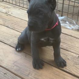 Girl 1 - Gray female Cane Corso puppy in Douglasville, Georgia from Palazzo Cane Corso