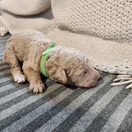 Green collar (Leo) - Cream male Poodle puppy in Stephentown, New York from Creme de la Poodle, standard poodles