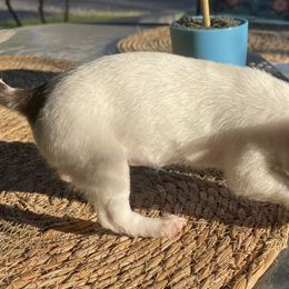 Chihuahuas from Deerfield Acres Canine Companions