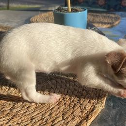 Chihuahuas from Deerfield Acres Canine Companions