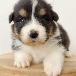 Jettie - Black tri-color female Australian Shepherd puppy in Kearney, Nebraska from Helix Aussies