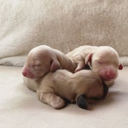 Dachshund puppies from Posh Little Doxies