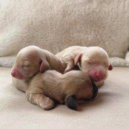 Dachshund puppies from Posh Little Doxies