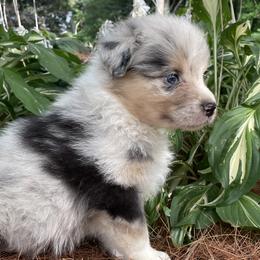 Australian Shepherd puppies from Cowboy Aussies