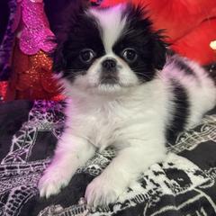 Harvy - Black and white male Japanese Chin puppy in Salem, Oregon from Chinnychinchinofsalem