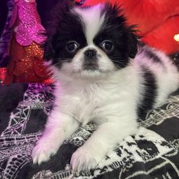 Harvy - Black and white male Japanese Chin puppy in Salem, Oregon from Chinnychinchinofsalem