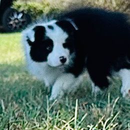 “Torrin” Boy 4 - Border Collie puppy in Salado, Texas from Stellar Kennels