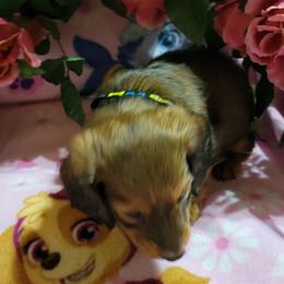 Dachshund Puppies from CLARK'S BREEDING PROGRAM