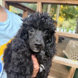 Tracker - Parti male Poodle puppy in Florence County, South Carolina from Modern Family Standards