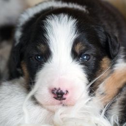 Australian Shepherd Puppies from Everly Australian Shepherds