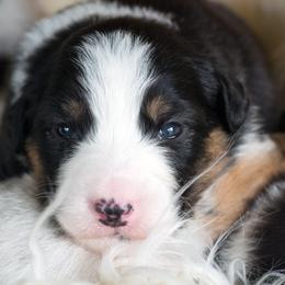 Australian Shepherd Puppies from Everly Australian Shepherds