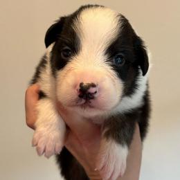 Black tri male - Black tri-color male Australian Shepherd puppy in Castle Rock, Washington from Zoolo Kennels
