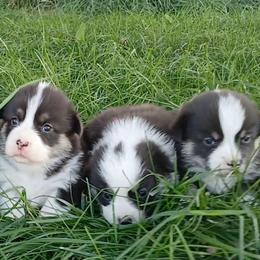 Rose - Black and tan female Pembroke Welsh Corgi puppy in Redfield, Kansas from Owenby's Corgi's