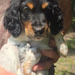 George 6 - Blue belton and tan (tri-color) male English Setter puppy in Morrice, Michigan from Wild Bird Setters