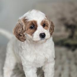 Princess Peach - Parti female Goldendoodle puppy in Newdale, Idaho from Canyon Creek Puppies