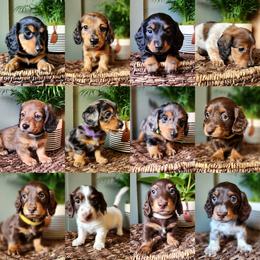 Dachshund Puppies from Dogwood Acre Dachshunds