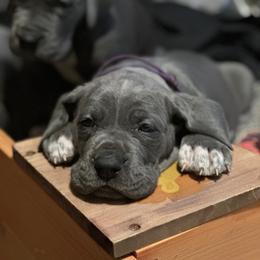 Purple Girl - Blue female Great Dane puppy in Plano, Texas from Blue Thunder Danes