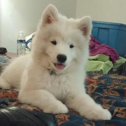 Samoyed Puppies from ArticCross Samoyeds