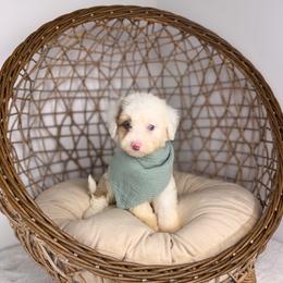 Neapolitan BLUE EYES - male Australian Mountain Doodle puppy in Sweetwater, Florida from Sandy Snout Doodles