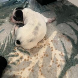 MAGGIE - Parti female Yorkipoo puppy in Gastonia, North Carolina from Precious pups dynasty kennel