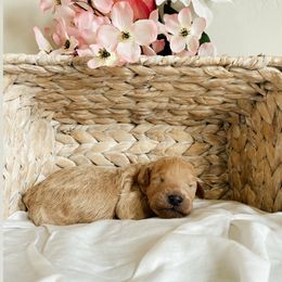 Aussiedoodle and Goldendoodle Puppies from Utah Faith Doodles