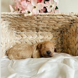 Aussiedoodle and Goldendoodle Puppies from Utah Faith Doodles