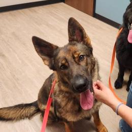 Brendy - Sable female German Shepherd puppy in Ramsey, Illinois from Haus-Farr German Shepherds