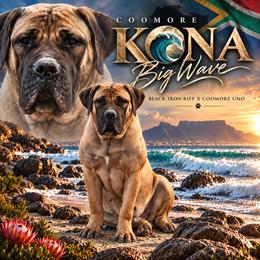 Kona - Boerboel